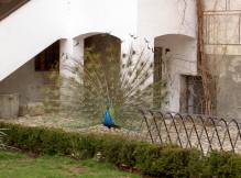Le paon