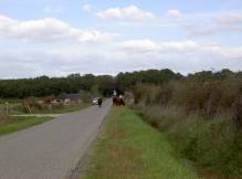 vaches au milieu de la route dans la Brenne