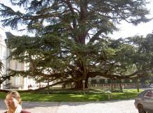 Sequoia � Tours